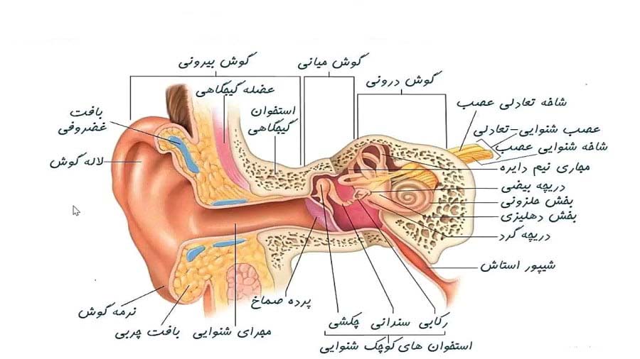 ساختمان گوش