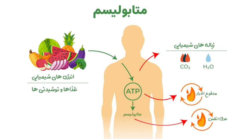 انواع متابولیسم در بدن